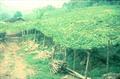 chayote